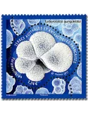 n° 804 - Timbre TAAF Poste