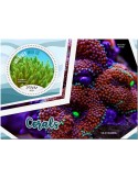 n° 1315 - Timbre MALDIVES Blocs et feuillets
