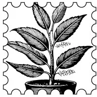 FLEURS ET PLANTES